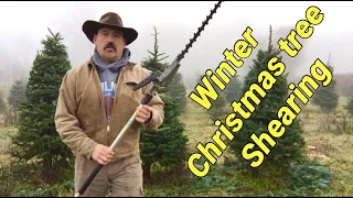 Winter Christmas tree Shearing.  With a hedgetrimmer?