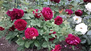 ✿➽ Цветут *удочки* на розах Фальстаф и Шнеевальцер  🌸 2019