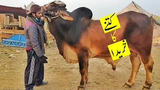 KITNAY KA KHREEDA | MULTAN COW MANDI | | QURBANI 2021 | | SS Tv |