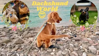 One Hour Dachshund Dogs Videos Dachshund World  Funny Videos,  Dachshund at the Beach Playful Dogs