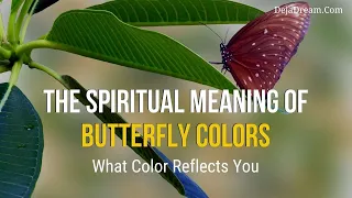 The Spiritual Meaning Of Butterfly Colors   What Color Reflects You