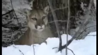 Пума против Рыси(Cougar vs Lynx)