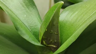 Пупырышки на растущих листочках орхидеи - ТРИПСЫ однозначно!