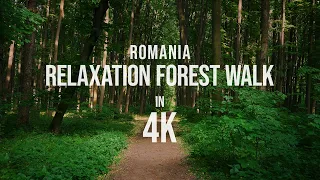 4K Relaxation Forest Walk in Romania