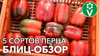 ЭКОНОМИМ ВАШЕ ВРЕМЯ И ДЕНЬГИ! Посейте ЭТИ СОРТА ПЕРЦА и других не понадобится!