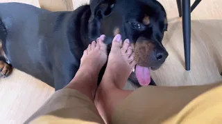 Rottweiler puppy loves mommy’s toes 🤣🤣 #11months #puppy