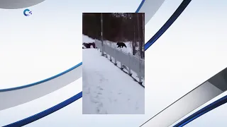 Дикие животные посетили города Карелии на майских праздниках