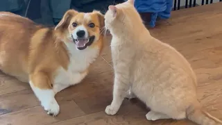 Cat and dog fighting 😂