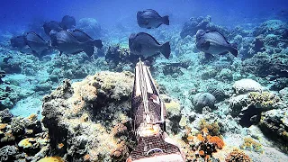 Hunting on the reef sinks in the middle of the sea || Spearfishing Indonesia