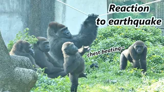 Gorilla D'jeeco family's reaction to earthquake  / 大猩猩迪亞哥家族對地震的反應