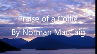 Praise of a collie