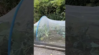 Kohlrabi growing in the vegetable garden (Timelapse video)