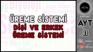 29) Dişi ve Erkek Üreme Sistemi