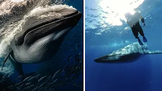 Almost Swallowed by a Whale!