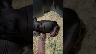 skinny guinea pig birth(роды морской свинки  породы скинни)