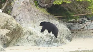 Monster Vancouver Island Black Bear