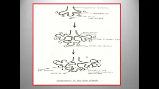 development of the respiratory system lec 10