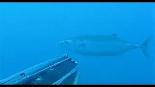 PESCASUB - Compilation pesca in apnea ai pelagici - Palamite, Serra, Ricciole - Spearfishing