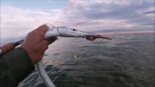 Hornfische zu Pfingsten, angeln mit Wathose und Spinnrute in der Ostsee