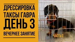 Дрессировка таксы Гавра. День 3. Вечернее занятие (часть 2)