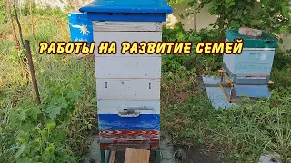 пчеловодство, работы на развитие семей, июнь