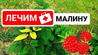 Желтеют листья на малине, причины и легкие способы лечения. Как отличить испорченный купорос