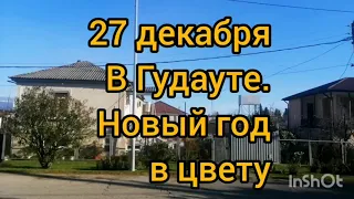 Абхазия зимой. Гудаута в цвету. Горы в снегу, а на побережье вечная весна