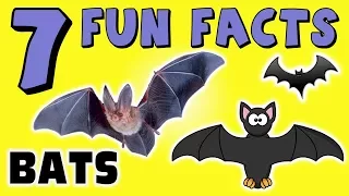 7 FUN FACTS ABOUT BATS! FACTS FOR KIDS! Learning! Vampire! Learning Colors! Fun! Funny! Sock Puppet!