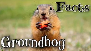 GROUNDHOGS: Why Groundhogs Supposedly Predict The Weather On Groundhog Day. Facts