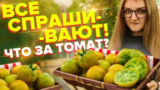 ТОМАТ ИЗУМРУДНЫЙ ШТАМБОВЫЙ. БЕЗ ПАСЫНКОВАНИЯ! ЗЕЛЕНЫЕ ПОМИДОРЫ