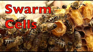 Using Swarm Cells For Splitting
