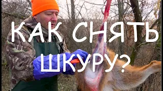 Как правильно снять шкуру с шакала, волка, лисицы или енотовидной собаки?