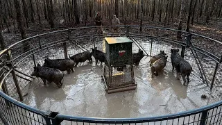 Muddy double wild hog catch in mud and rain. Ole Red is back helping.