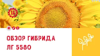 Обзор гибрида ЛГ 5580 / Гибрид подсолнечника