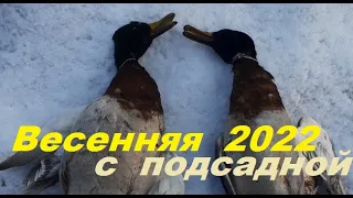 Весенняя охота на селезня началась 2022