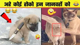 Funniest Cats And Dogs Videos😁Funny Animal Videos 2024 | Part 102