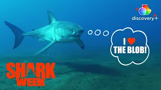 Blob! Blob! Blob! Why Do Great White Sharks Love the Blob? | Jaws vs. The Blob | discovery+