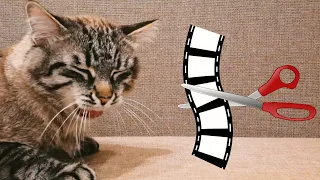 Монтаж зевающего кота