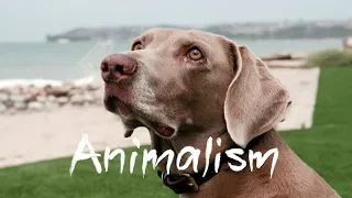 This Woman Created A Dog Bakery to Help Dogs Everywhere | Animalism