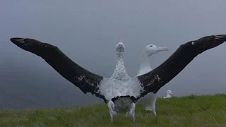 Winged Migration (2001) - The Mating Dance