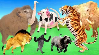 African Elephant Vs Giant Tiger Chase Cow Cartoon Bull Saved by Woolly Mammoth Giant Animal Fights