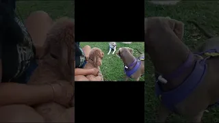 Weimaraner meets  toy poodle #dogs