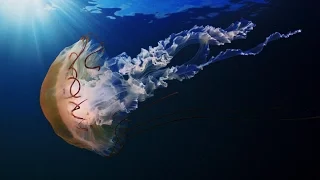 Самые опасные медузы ТОП-5.
