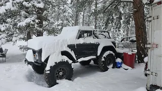 Early Bronco Romping around my house on a snowy spring Colorado day