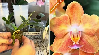 Как пересадить Орхидеи в размере 1,7 ?  Три варианта размещения