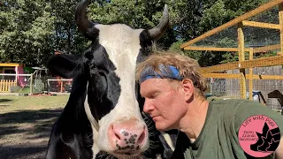 Being Loved By a Cow Makes the World a Happier Place!