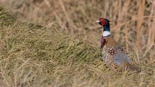 Pheasant Hunting in Minnesota Walk-In Areas | The Flush: Season 12, Episode 10