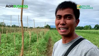 AMPALAYA HARVEST: Kayang Kumita ng 2 Million in 1 Hectare