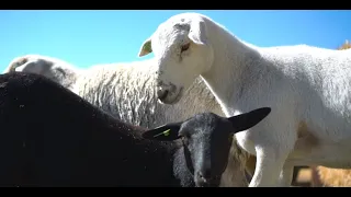 Homestead Sheep - Farm to Fork