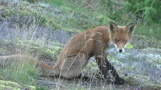 Молодые лисы у норы - Young foxes at the burrow - 2019 (4K)